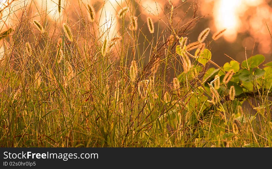 Dog's tail grass in the backlight.