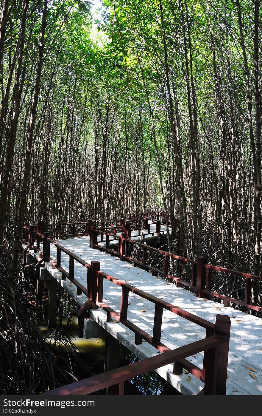 The mangrove forest in Thailand. The mangrove forest in Thailand