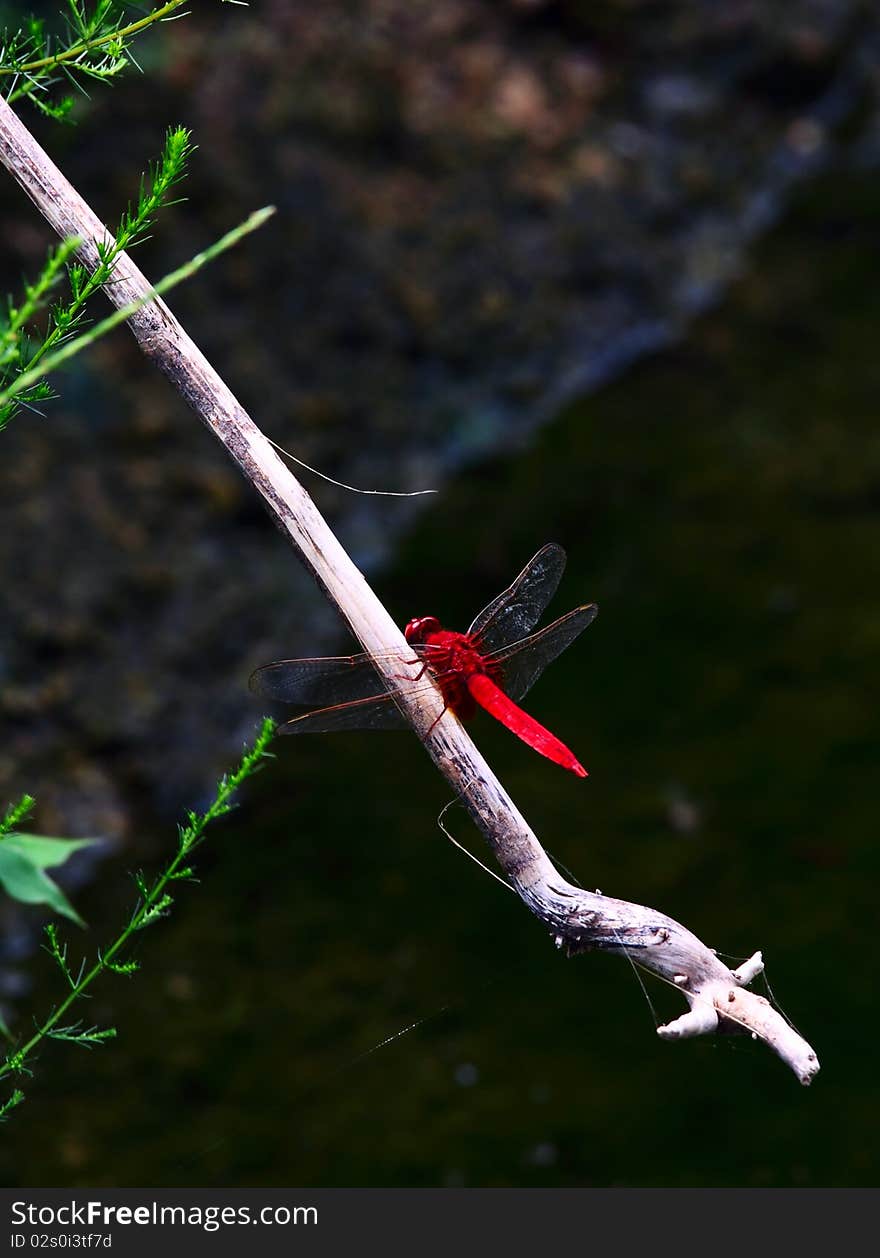 Red dragonfly stand on the stick.