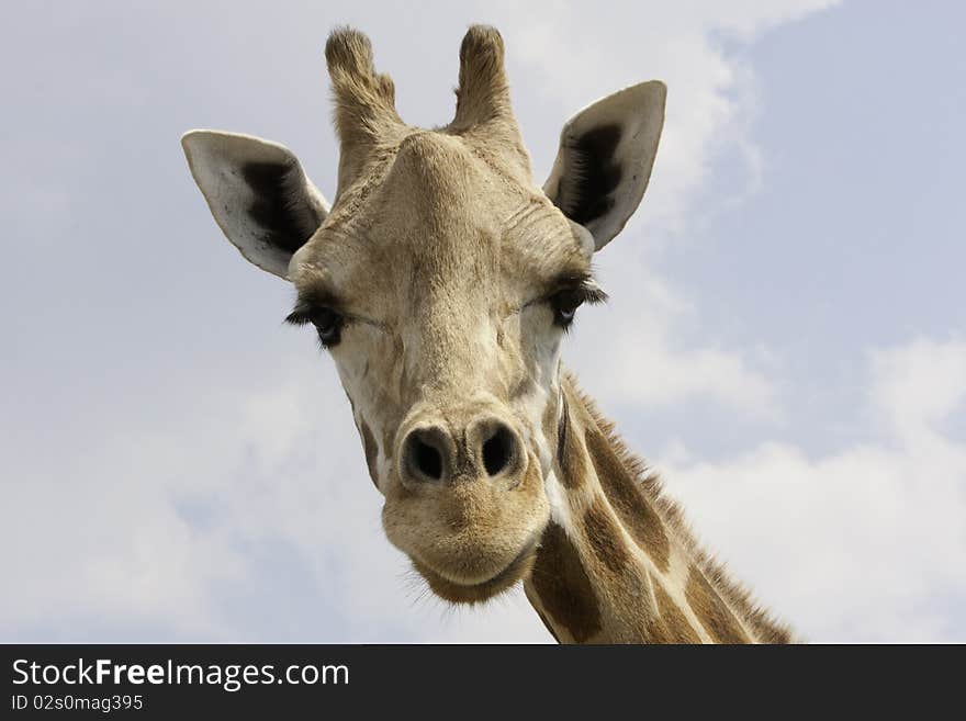 Giraffe wanders on sunny summer day. Giraffe wanders on sunny summer day