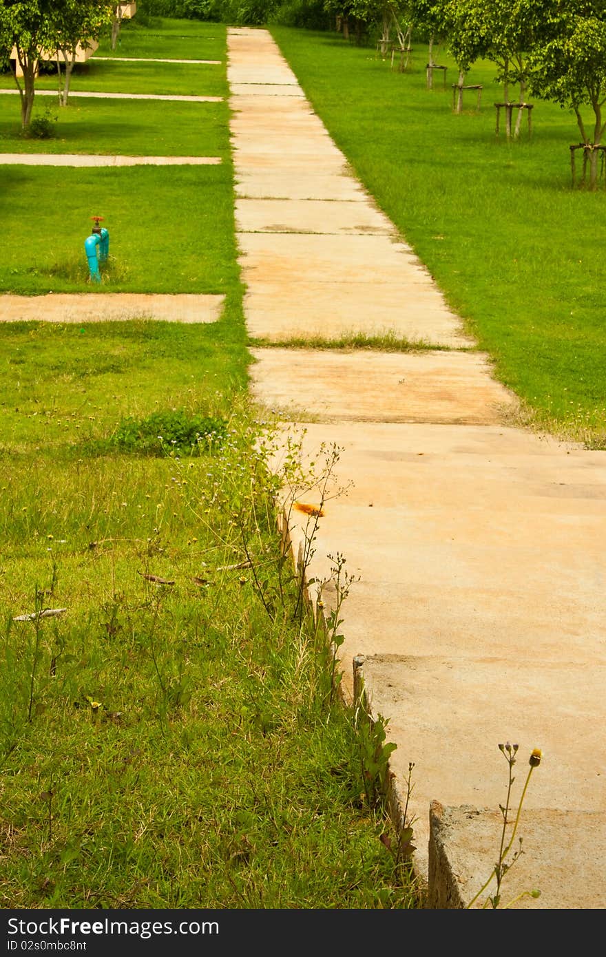 Footpath in the forest