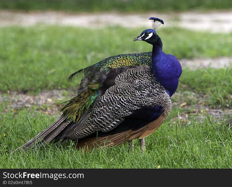 Colorful blue peacock in the wild