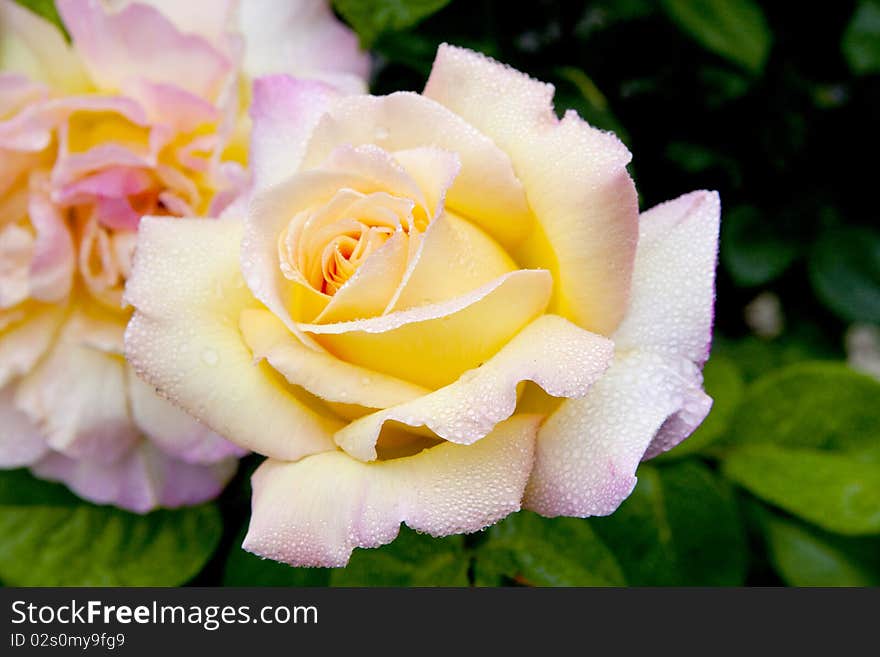 Colorful yellow roses with morning dew on sunny spring day in New York. Colorful yellow roses with morning dew on sunny spring day in New York