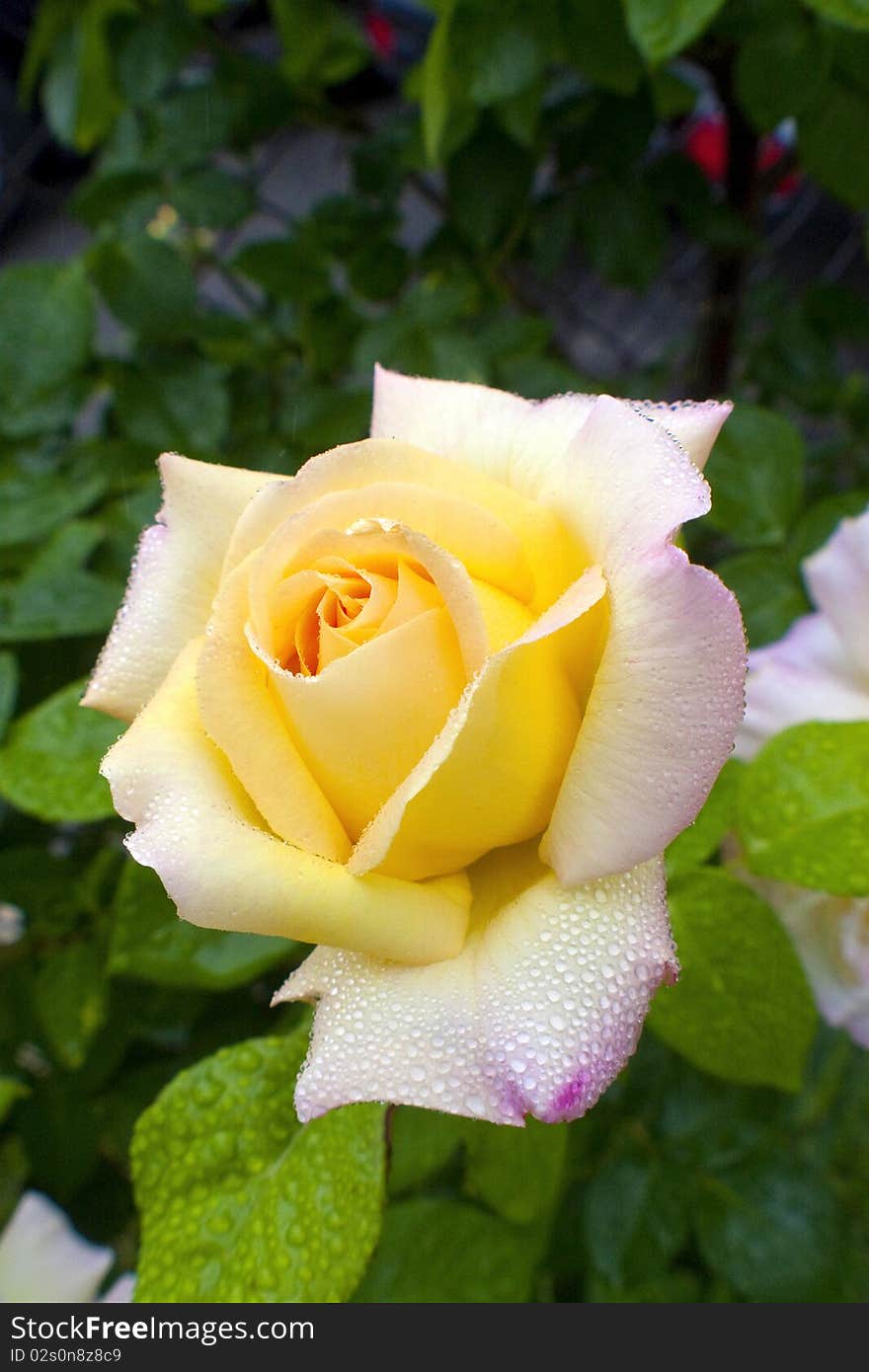 Yellow rose 3