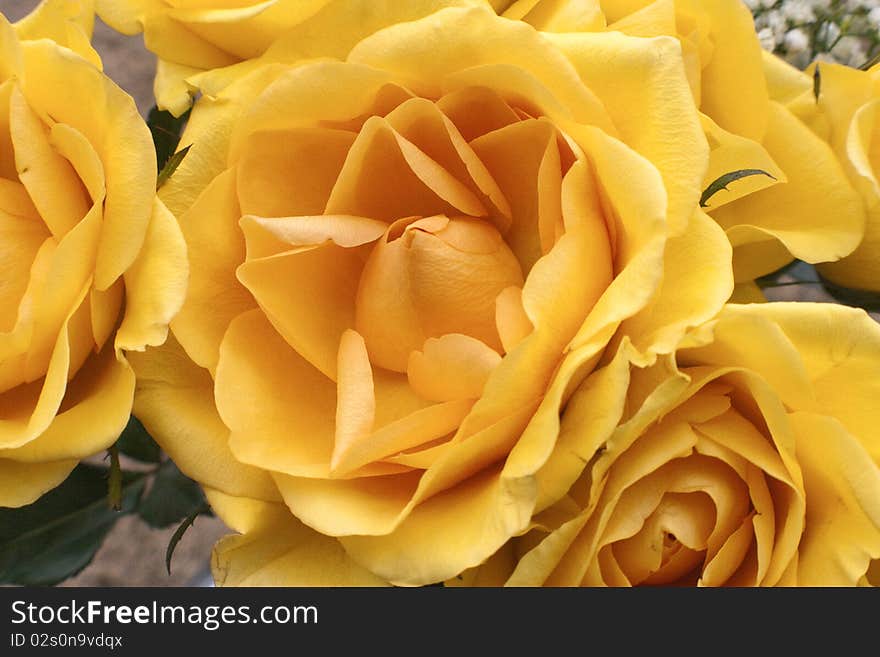 Colorful yellow roses on sunny spring day. Colorful yellow roses on sunny spring day