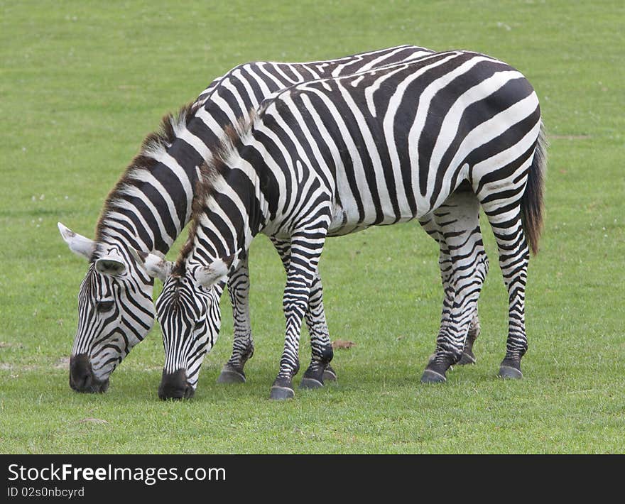 A pair of zebras search for food