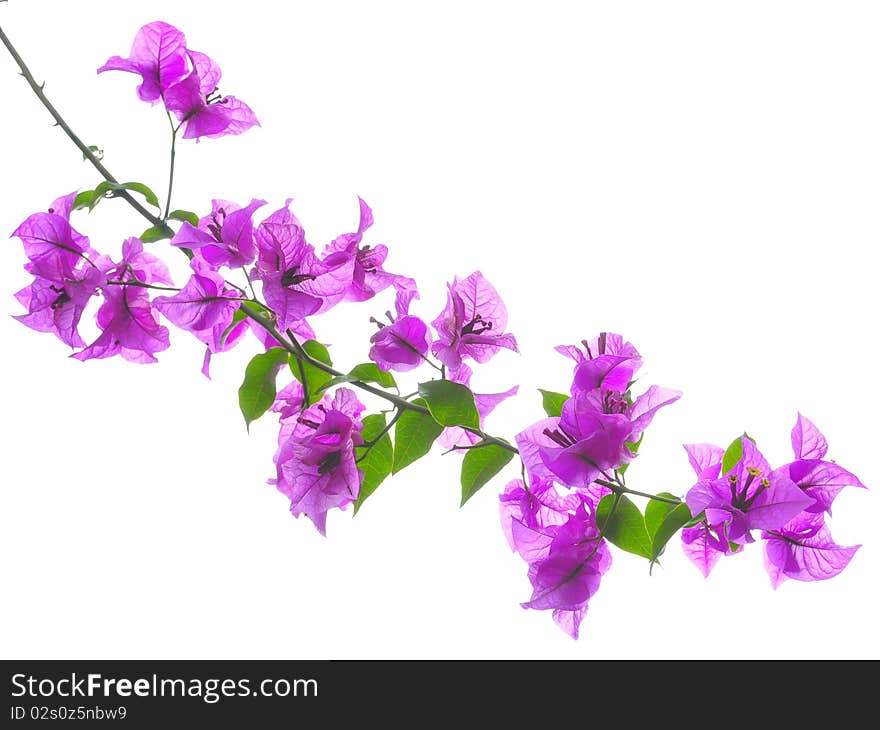 The abronia flowers are in full bloom beautiful image