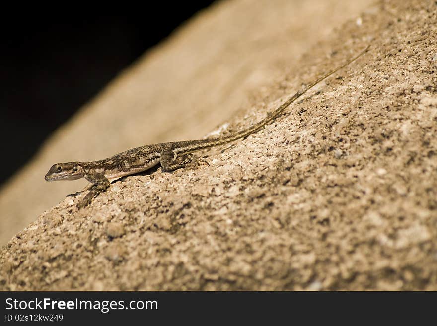 Brown lizard basking in the sun on a rock in Uganda.