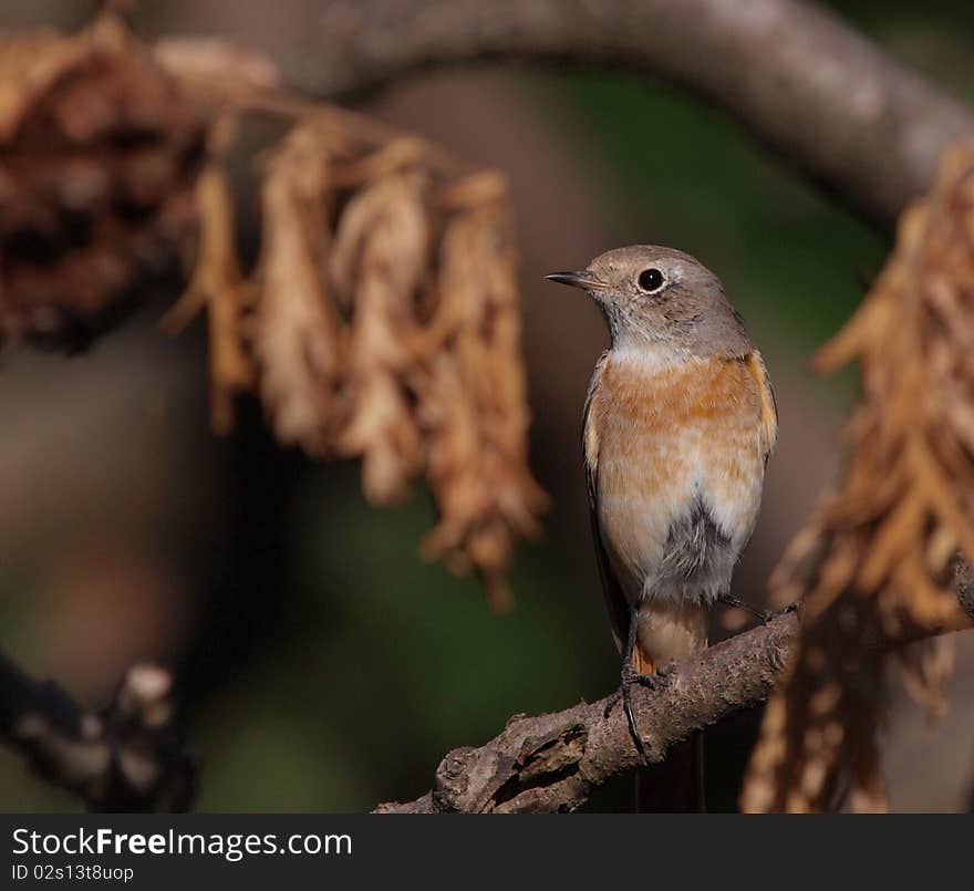 A Common Redstart (Phoenicurus phoenicurus) perching on a bush in the morning light.