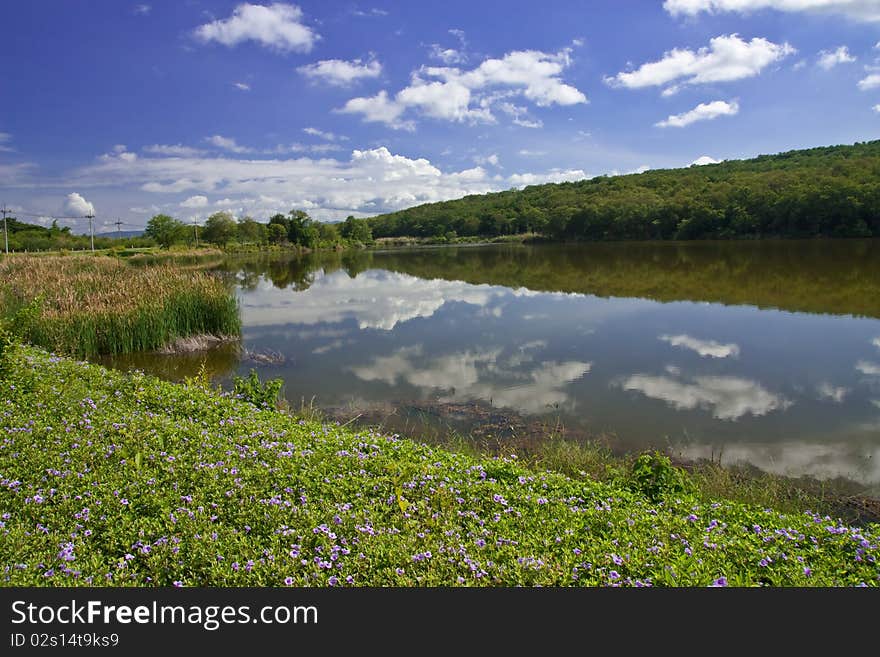 Flower Field And Lake