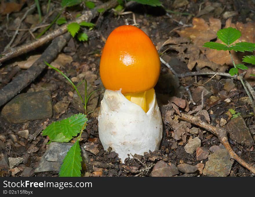 Mushroom (Amanita caesareaoides) 3