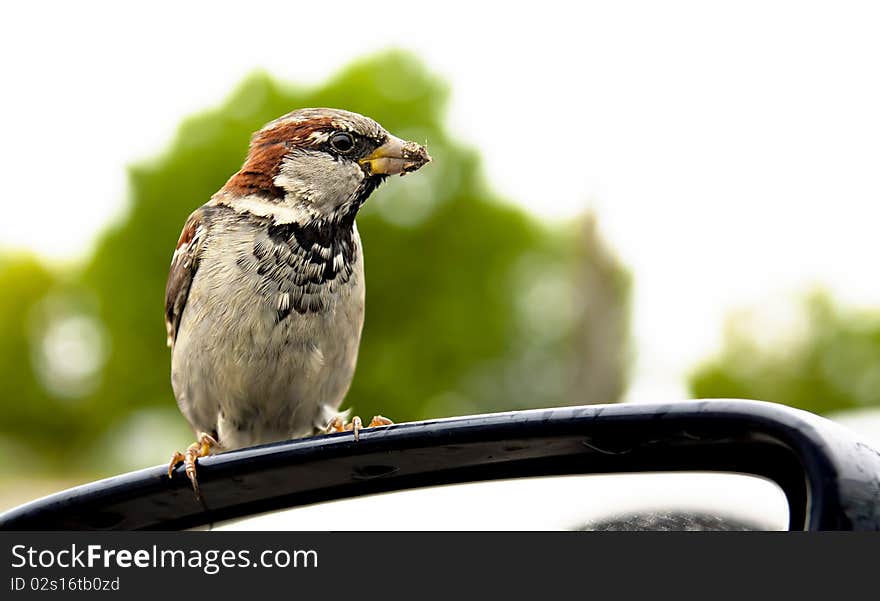 Small sparrow is cadging