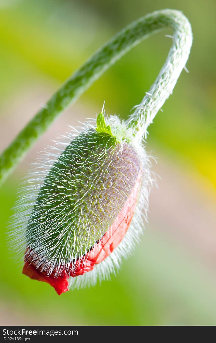 Close-up on red poppy bud