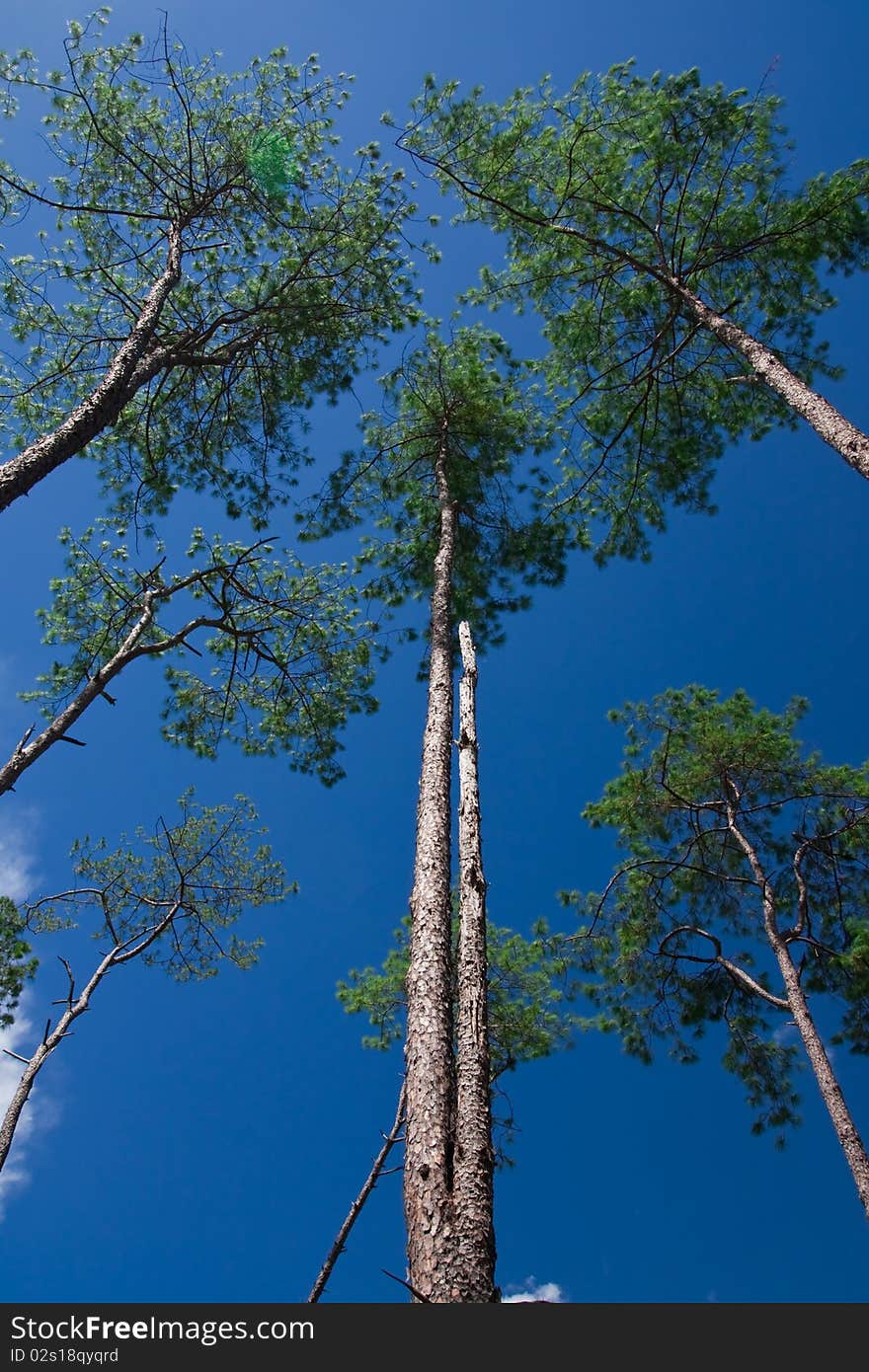 Pine forest in north of Thailand