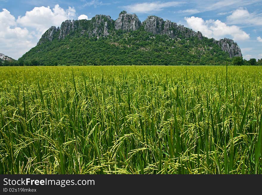 View of rice field in north of Thailand