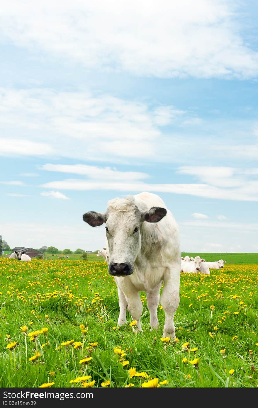 Cows in a beautiful dandelion covered field. Cows in a beautiful dandelion covered field.