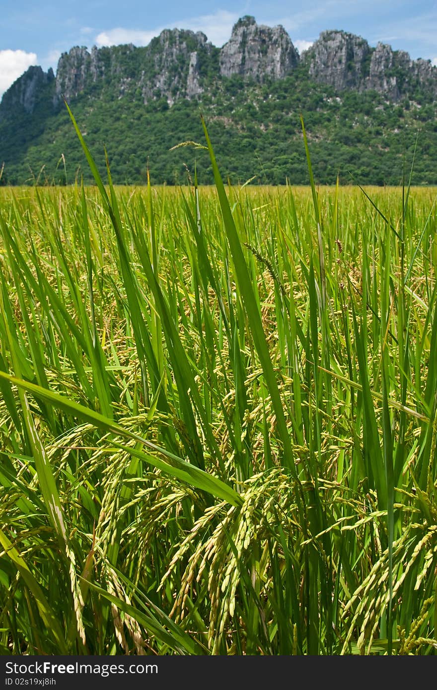 View of rice field in north of Thailand