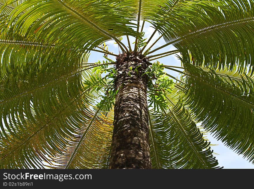 Palm tree taken in low angle. Palm tree taken in low angle