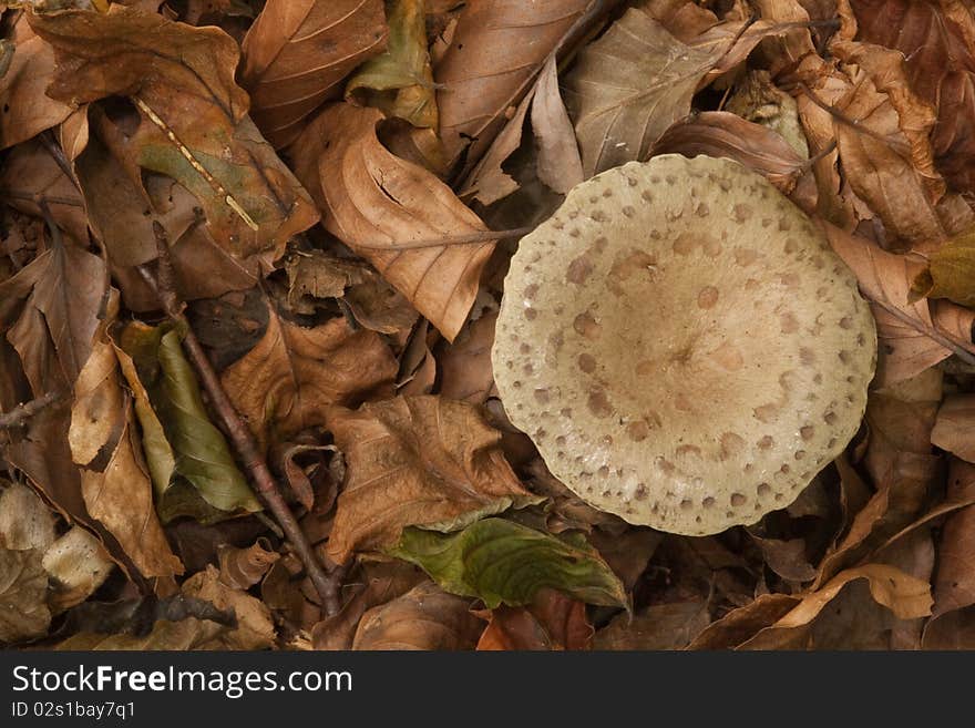 Leaves and mushroom.