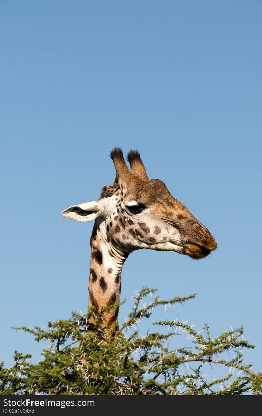 A giraffe eating in africa tanzania