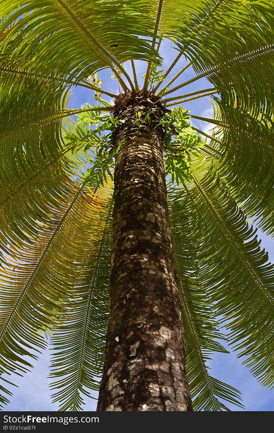 Palm tree taken from low angle