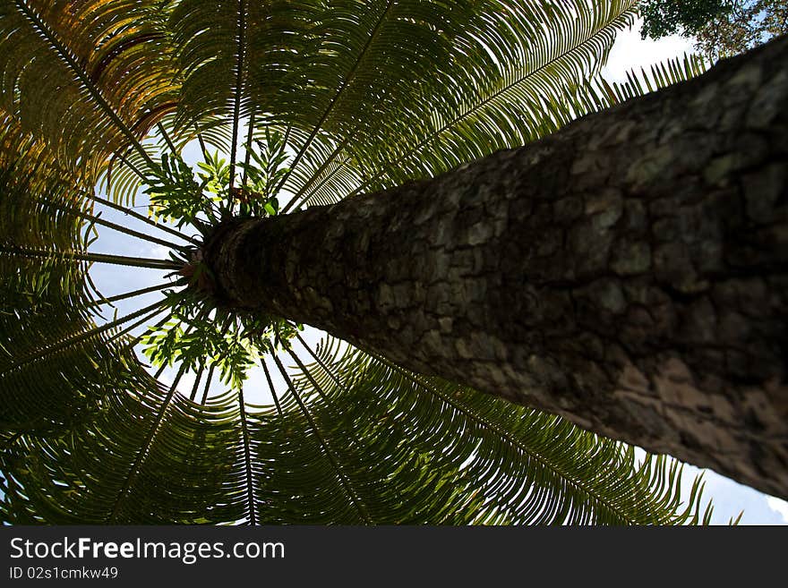 Palm tree taken from low angle