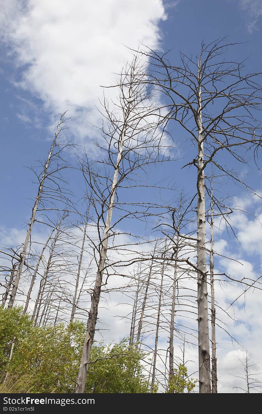 Leafless trees under blue sky in summer