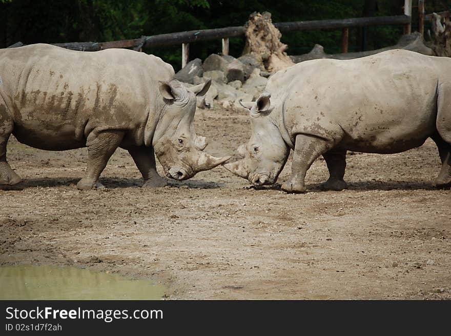 Black Rhinos