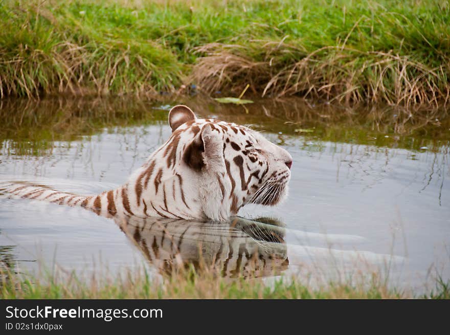 White Bengal Tiger