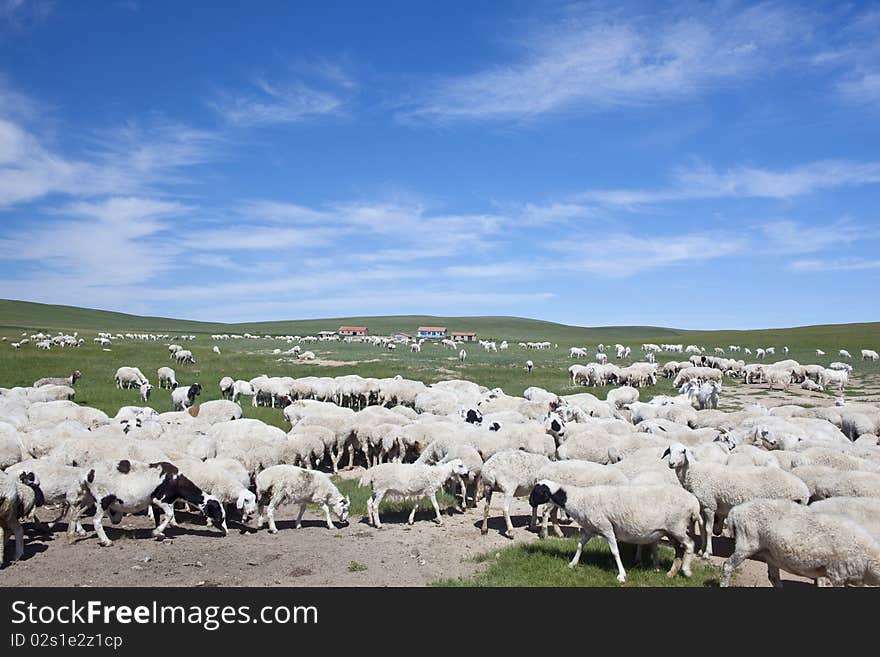 Sheep herd in summer prairies of Inner Mongolia, China