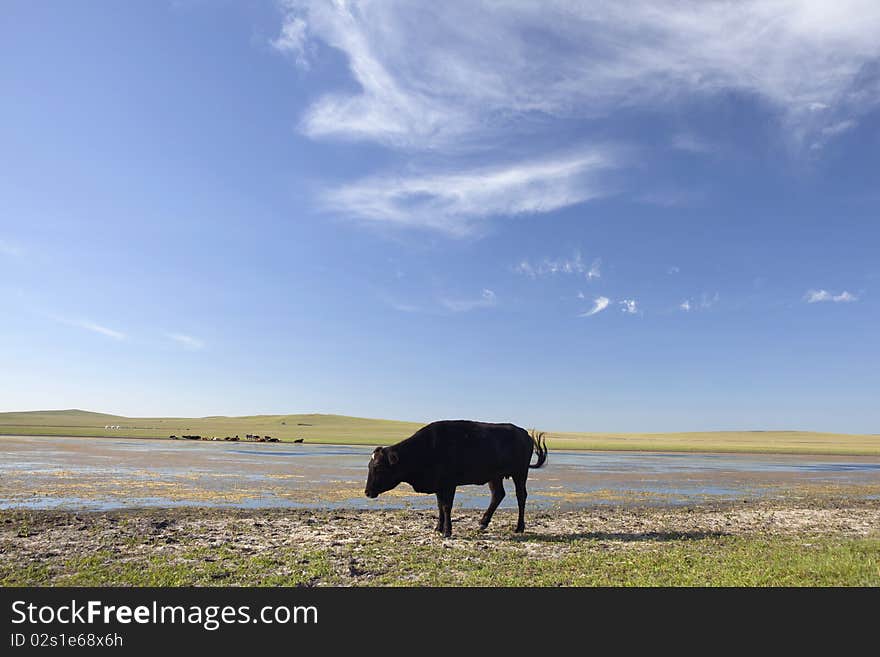 A solitude black cattle in summer prairies of Inner Mongolia, China