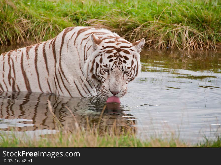 White Bengal Tiger Bathing drinking