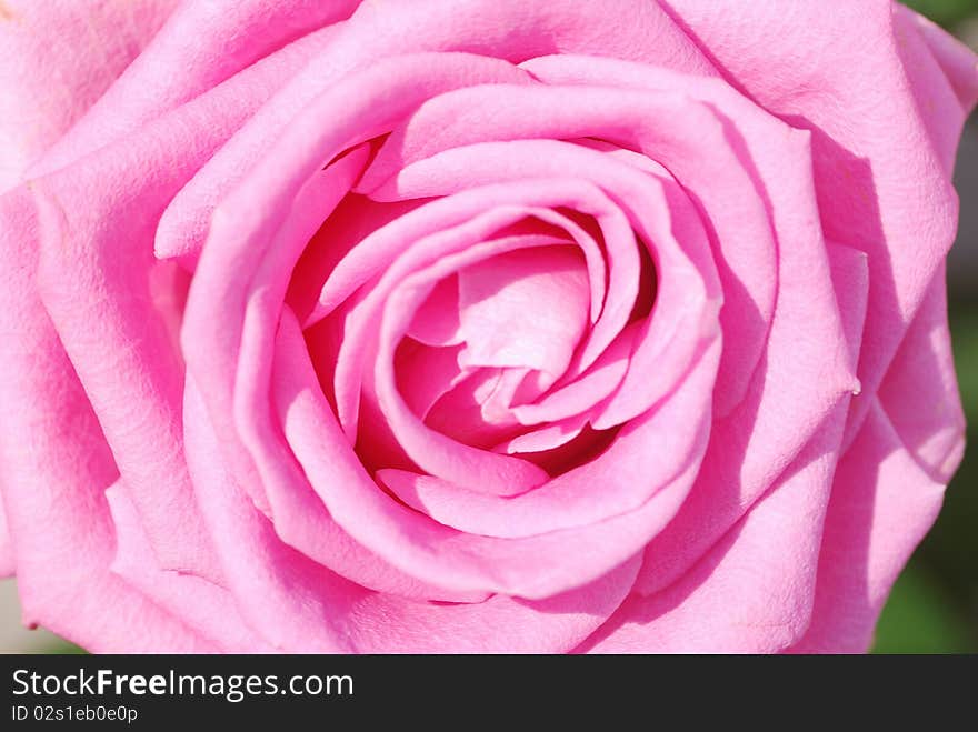 Pink rose heart in garden. Pink rose heart in garden