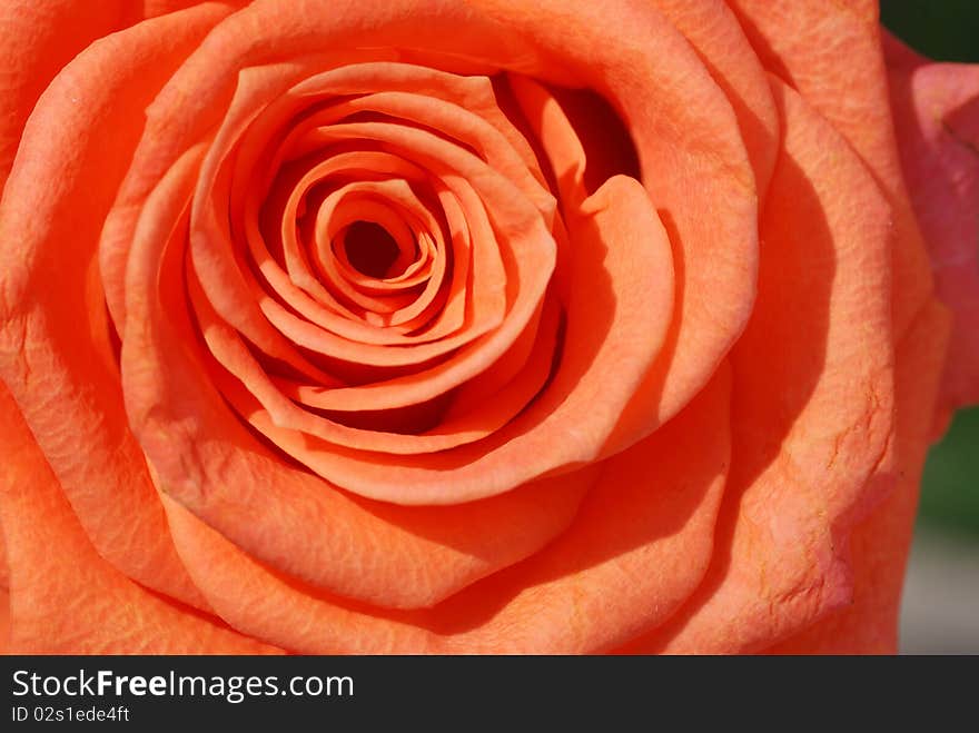 Orange rose heart in garden. Orange rose heart in garden