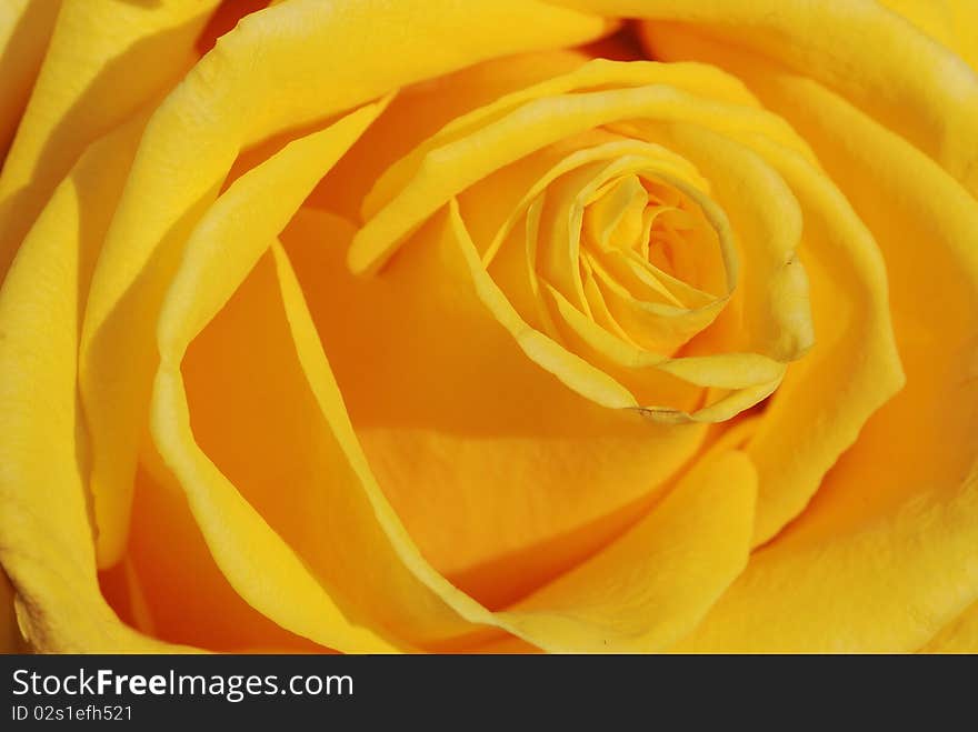 Yellow rose heart in garden. Yellow rose heart in garden