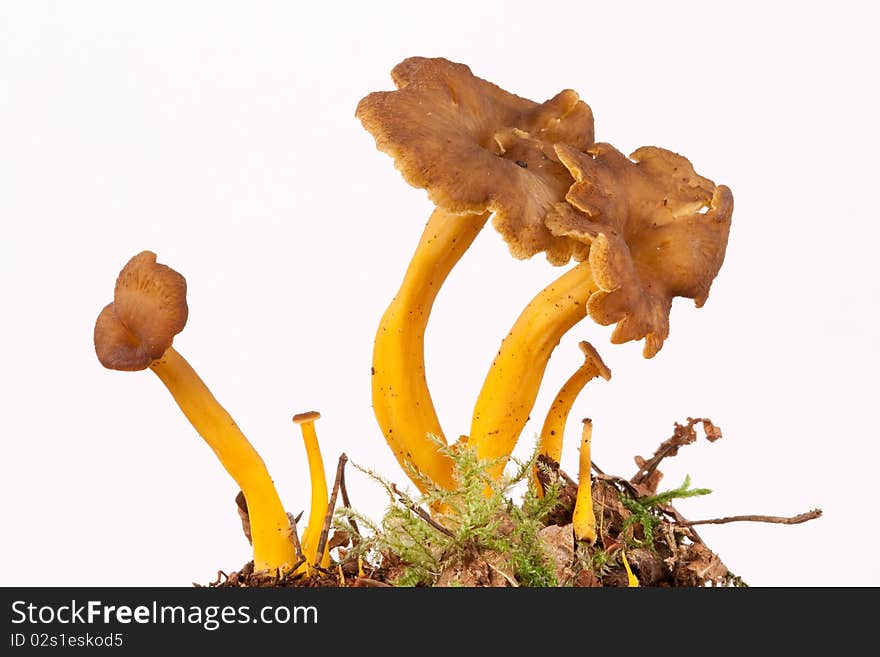 UK endangered, Golden Chanterelles, Cantharellus aurora, on white.