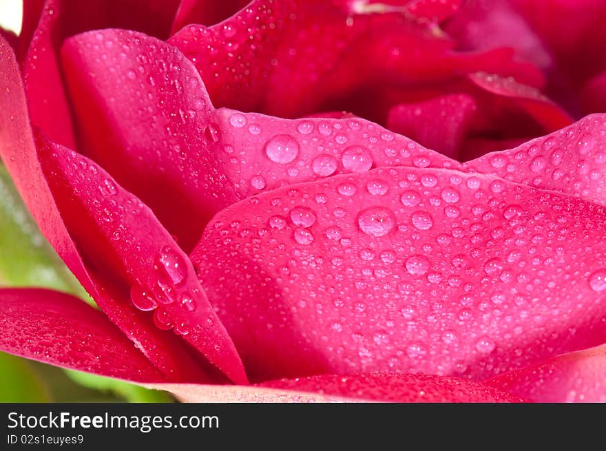 Close-up on rose petals with a dew drops