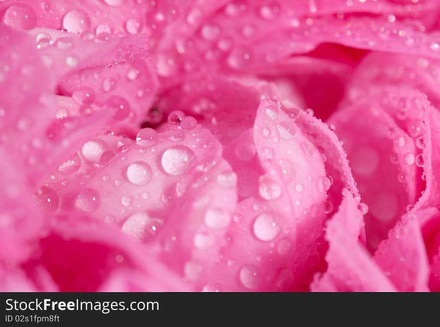 Close-up on rose petals with a dew drops