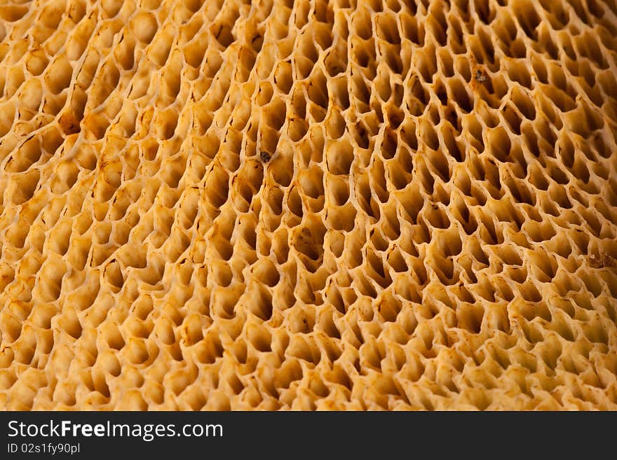 Natural textures of the bolette mushrooms' tubes and pores. Natural textures of the bolette mushrooms' tubes and pores.