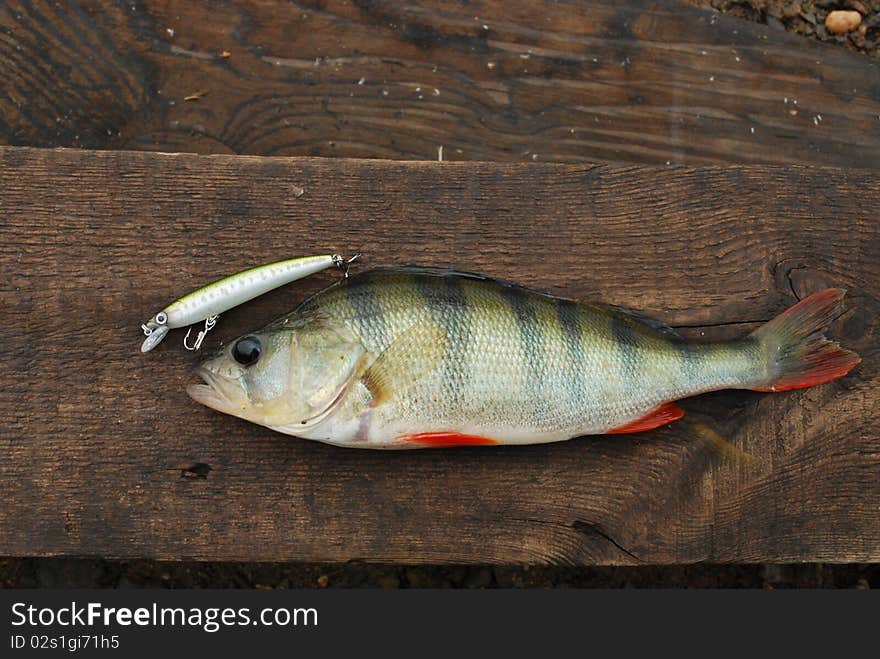 Summer spinning fishing. Colorful perch caught on wobbler