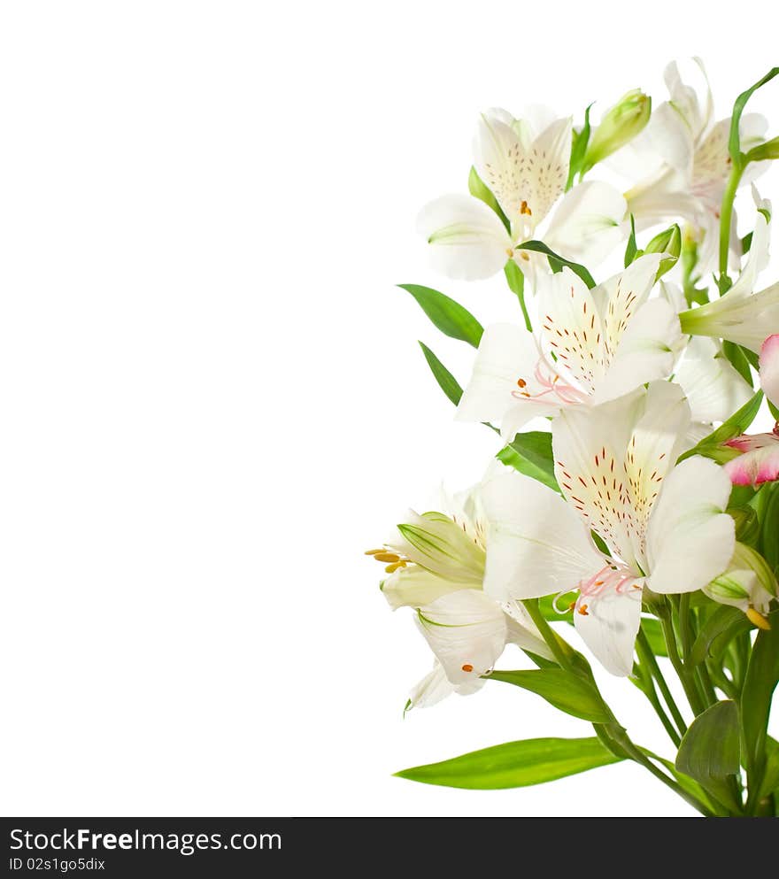 Bouquet of Alstroemeria flowers