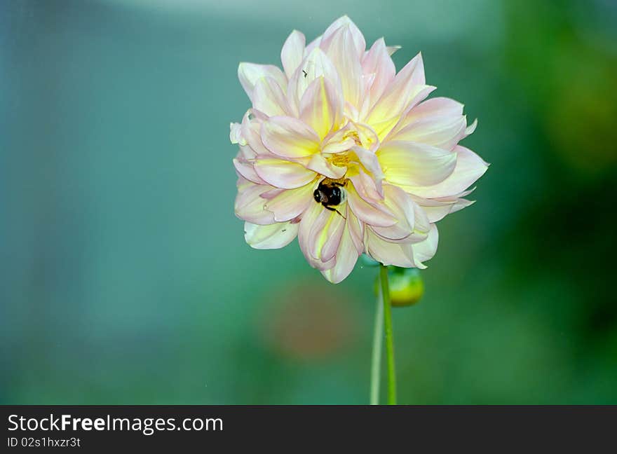 Annual cultivated flower. Blossoms in the autumn. Annual cultivated flower. Blossoms in the autumn.