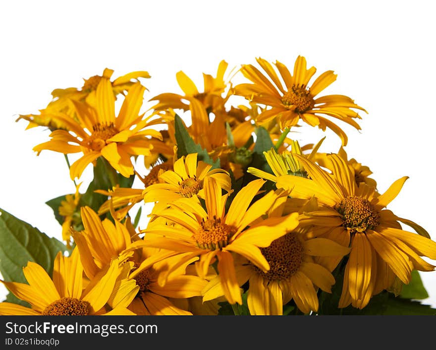 Yellow flowers isolated on white.  Helianthus tuberosus