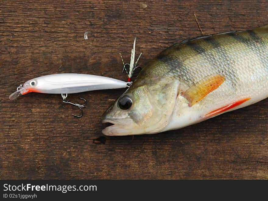 Perch Caught On Wobbler