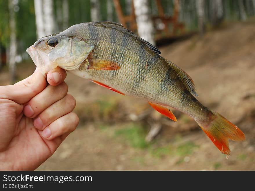 A summer perch fishing on the river. A summer perch fishing on the river