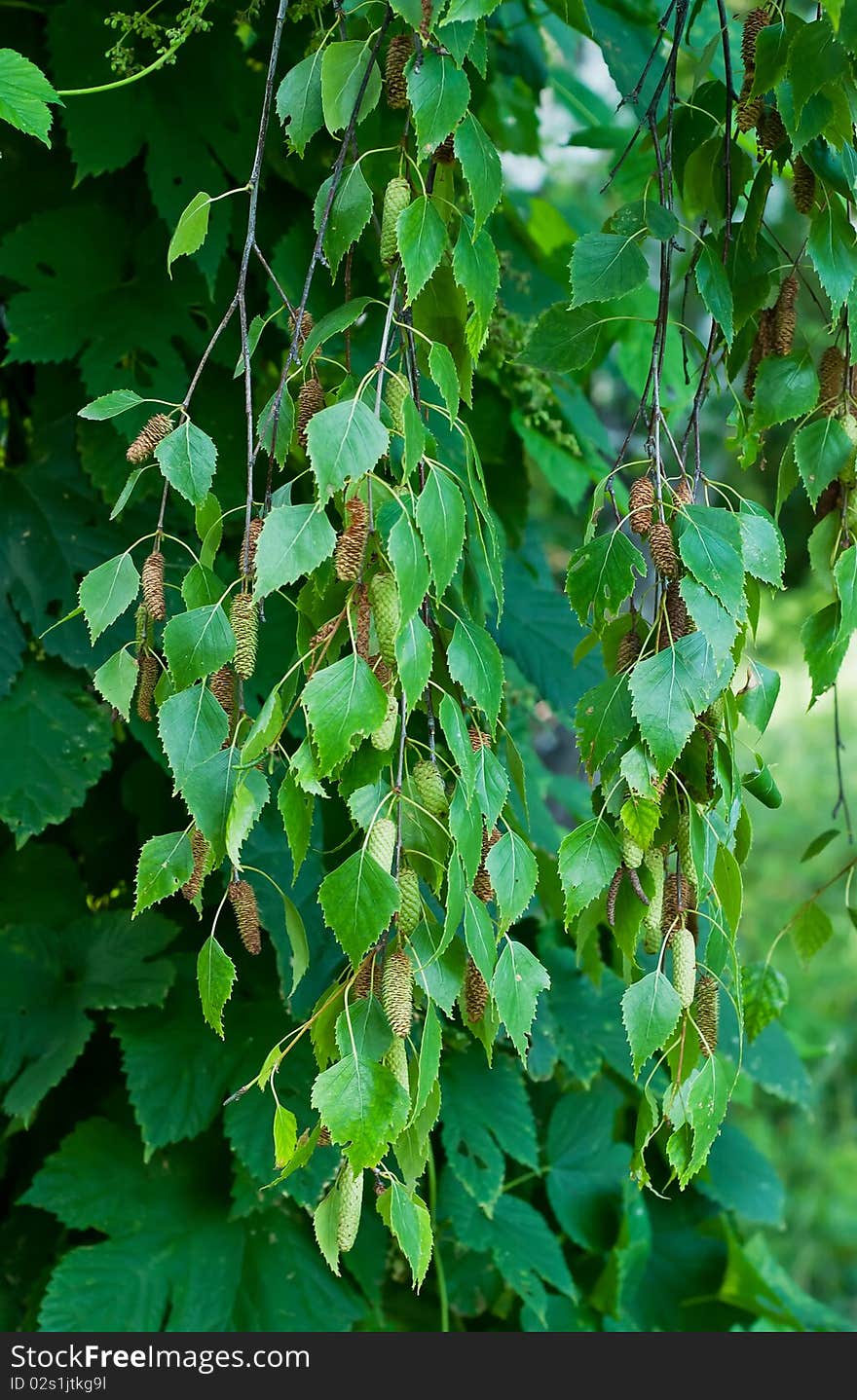 Branches Of Birch