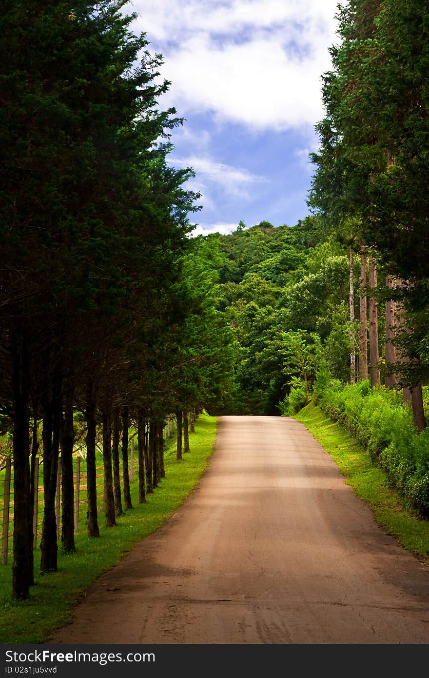 Road and pine trees with blue sky. Road and pine trees with blue sky