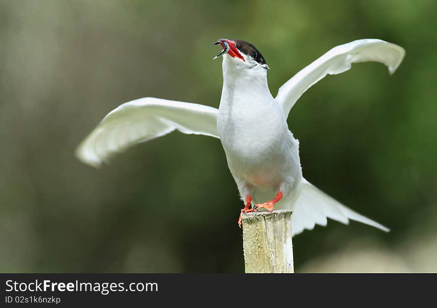 Wild arctic tern with small fish