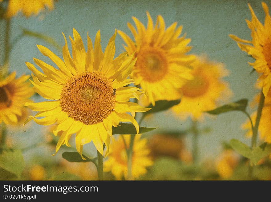 Vintage paper textures. Beautiful sunflowers against the blue sky