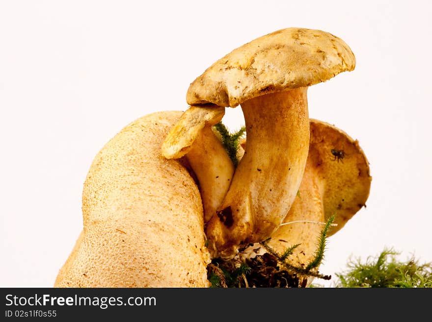 Parasitic Bolettes, Boletus parasiticus growing on Earthball, Scleroderma citrinum. Parasitic Bolettes, Boletus parasiticus growing on Earthball, Scleroderma citrinum.